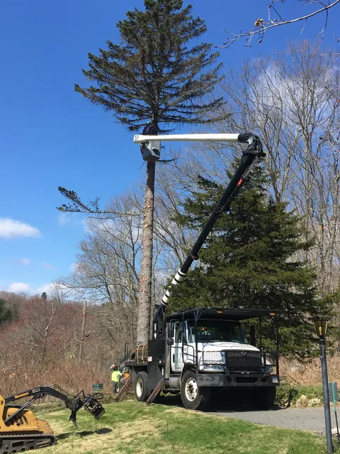 A-1 Tree Service work photo