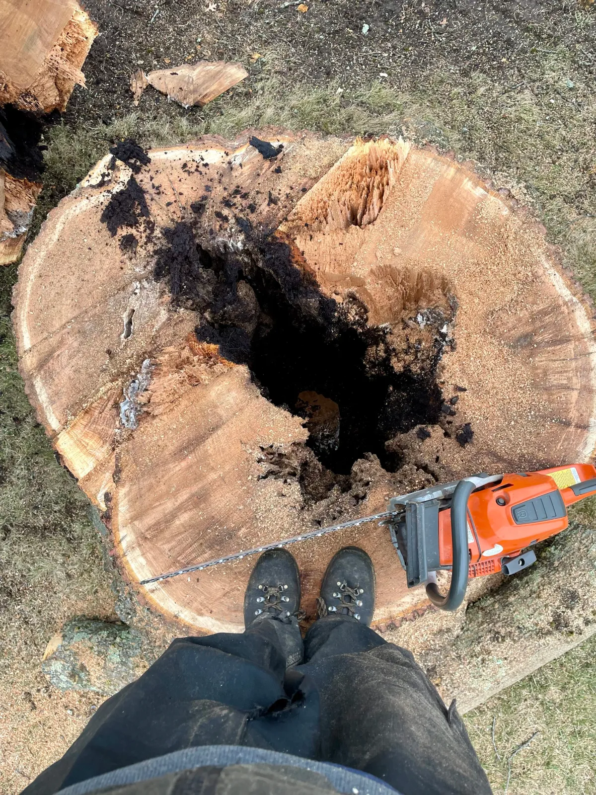 chainsaw a tree