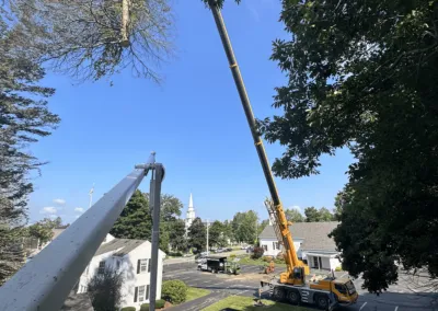 Tree Services