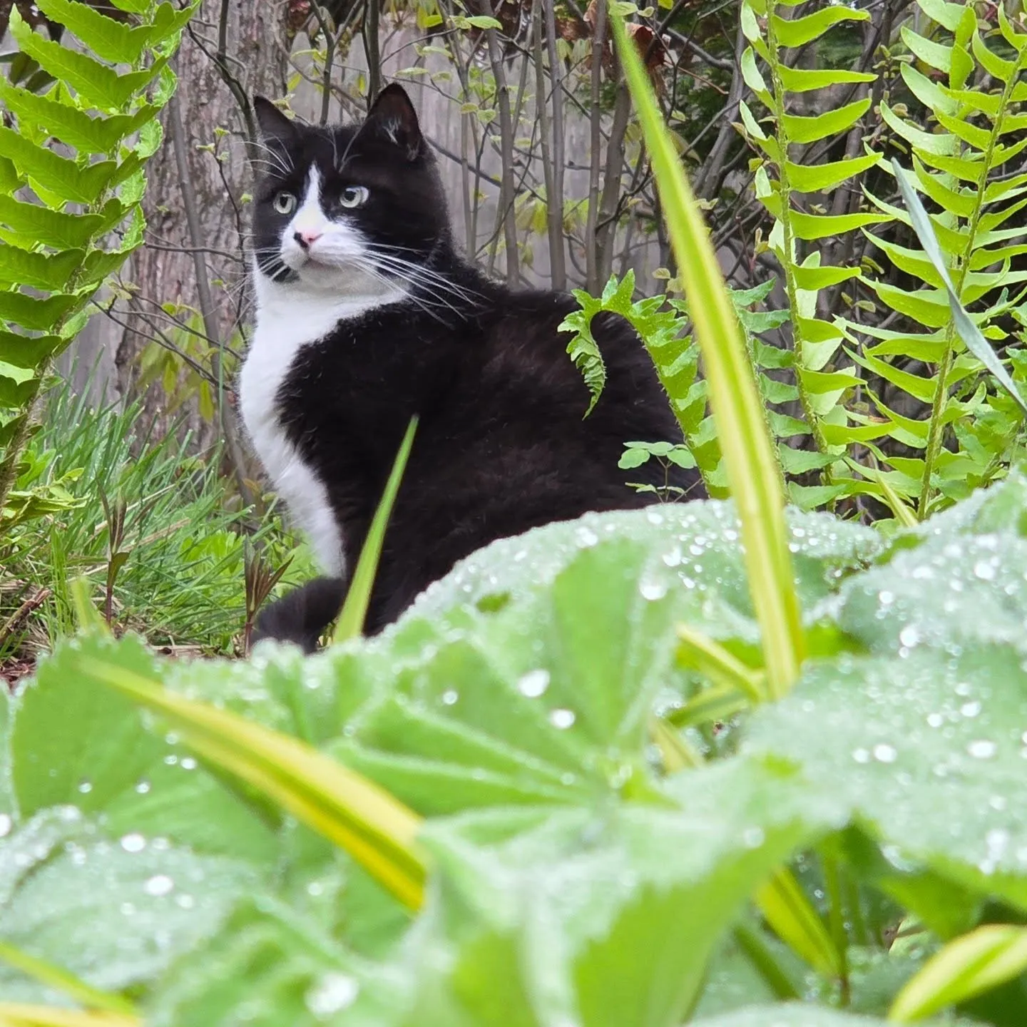 Meet Fergus, Director of Security and Rodent Control at our central office location. He's a gentle soul, but looks tough and more intimidating than he actually is. His role is to keep an eye out for mice and chipmunks, but his security details can easily be derided by donuts, treats and napping.