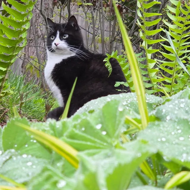 Meet Fergus, Director of Security and Rodent Control at our central office location. He's a gentle soul, but looks tough and more intimidating than he actually is. His role is to keep an eye out for mice and chipmunks, but his security details can easily be derided by donuts, treats and napping.
