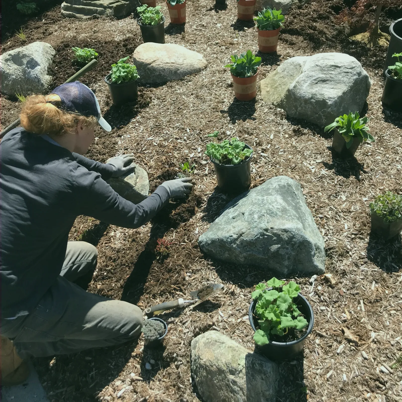 Person planting or tending to young plants in black pots in a garden area with large rocks and wood chips on the ground.