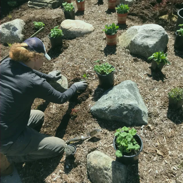 Person planting or tending to young plants in black pots in a garden area with large rocks and wood chips on the ground.
