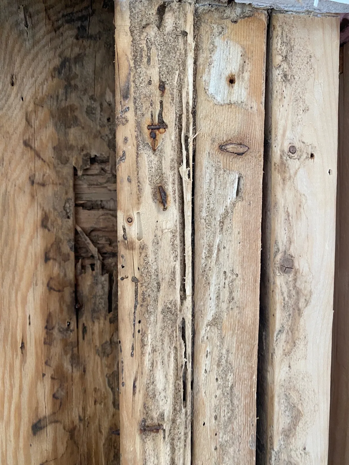 Security Pest Elimination