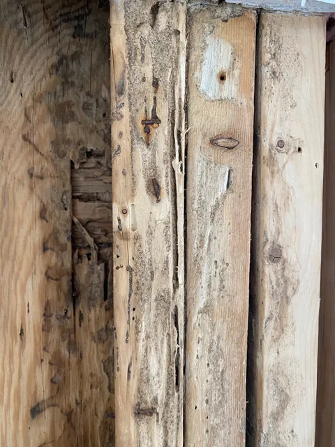 Security Pest Elimination