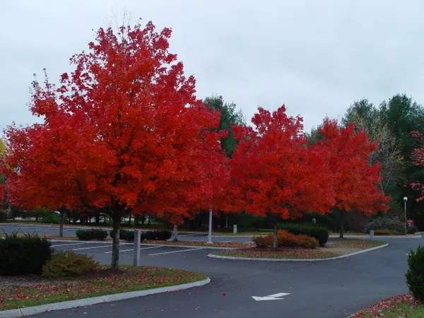 work photo from rouxlandscaping.com