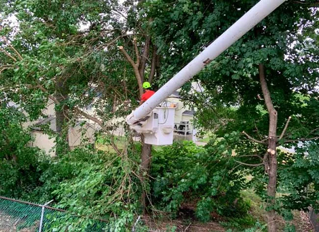 work photo from franktreeservicesandlandscapinginc.us