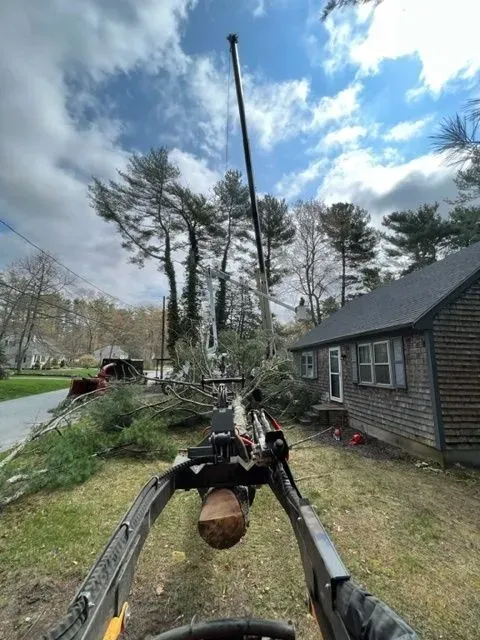 tree removal service