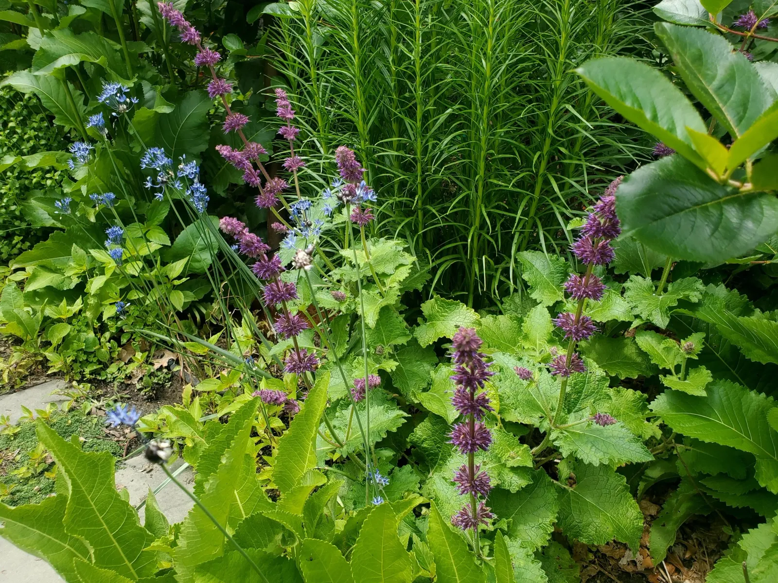 A lush garden bed with purple and blue flowers, green leafy plants, and tall green grass in the background.