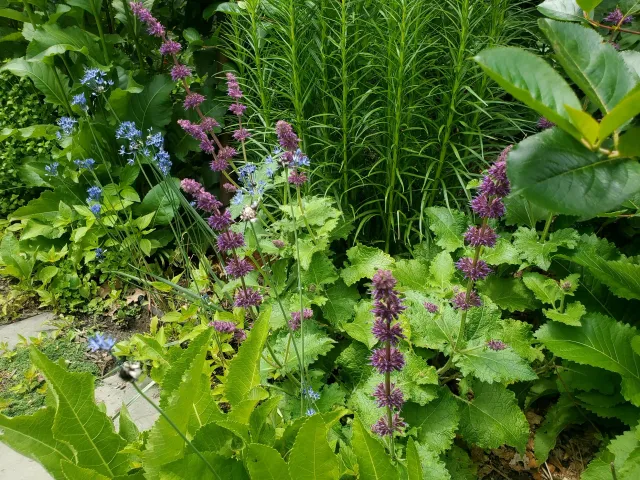A lush garden bed with purple and blue flowers, green leafy plants, and tall green grass in the background.