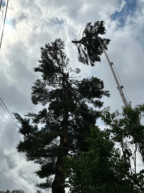 Able Tree Care LLC work photo
