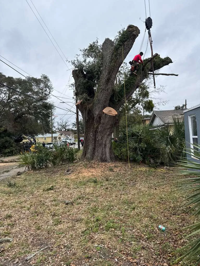 work photo from visionlandsandtreeservicesllc.com