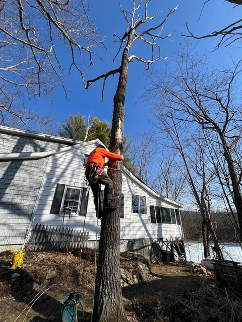 Mitchell Tree Service LLC work photo