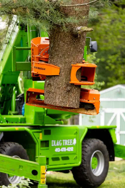 work photo from dlandgtree.com