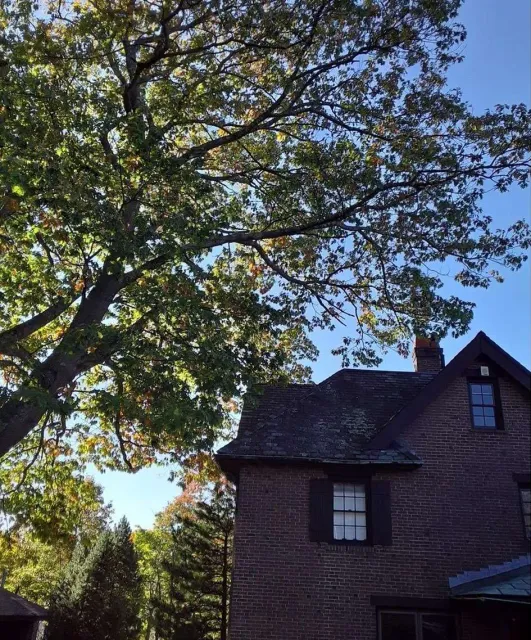 Brick house by large tree in daylight