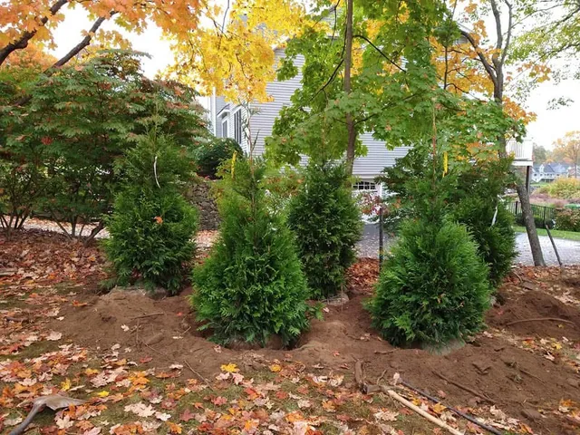 Mulching and planting