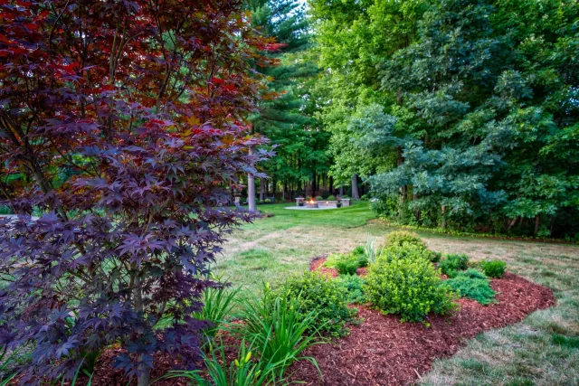 Backyard with Japanese maple tree and fire pit, surrounded by greenery and trees.