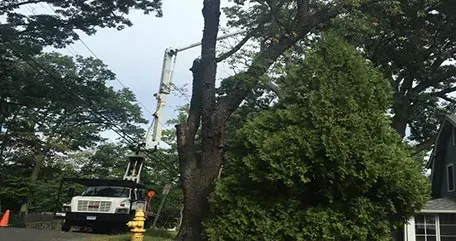 Tree bucket truck service
