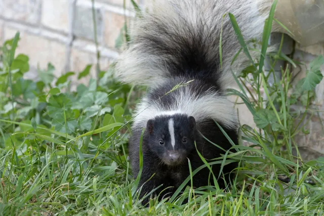 Nuisance wildlife control in Southern Maine