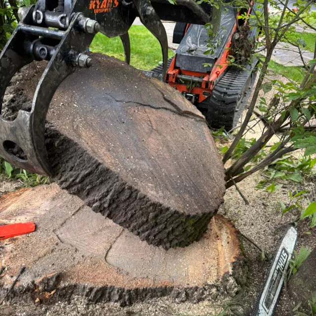 work photo from dovercountrytrees.com