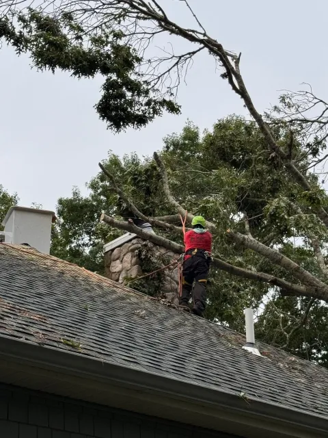 Worker in red safety gear trimming a large tree above a tiled roof