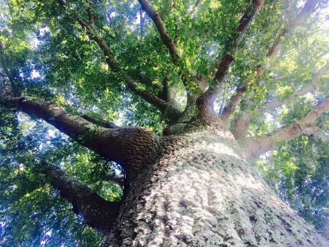 Tree Health Care