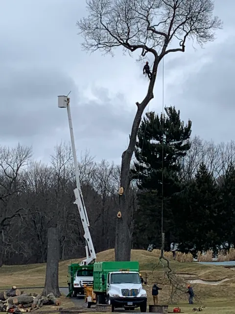 B&M Tree Service, LLC work photo