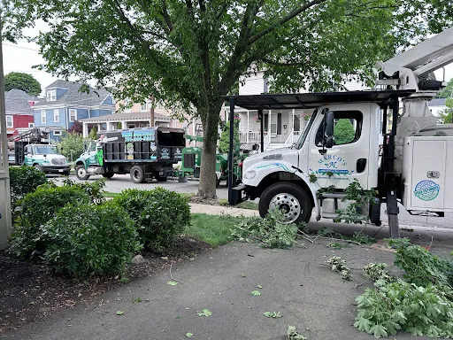 Marcos Tree Services and Landscaping work photo