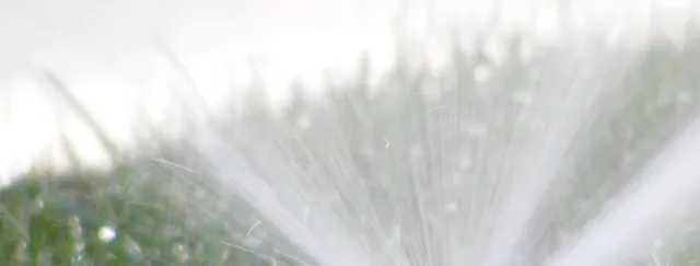 Make Your Lawn Beautiful