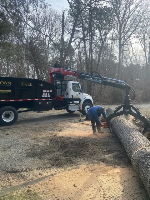 Tree removal