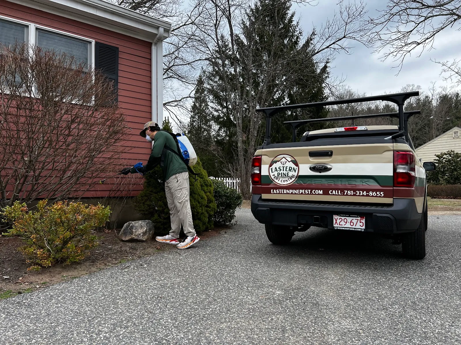 Eastern Pine Pest Control