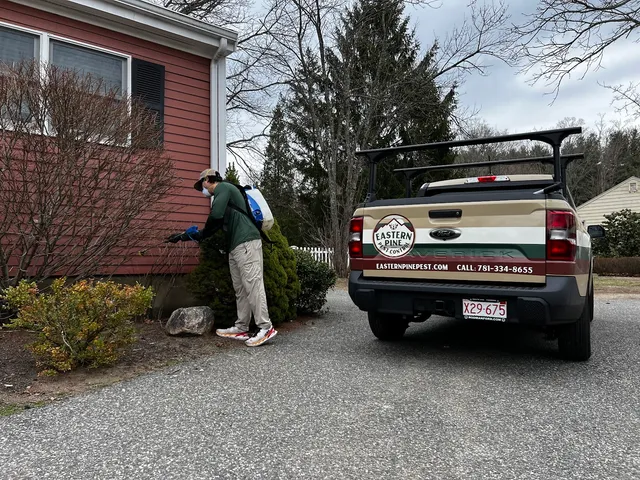 Eastern Pine Pest Control