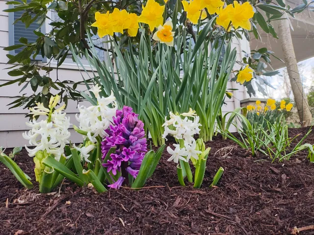 Friends of Gardens Landscaping work photo
