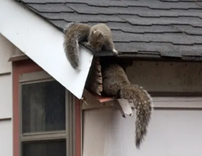 Security Pest Elimination