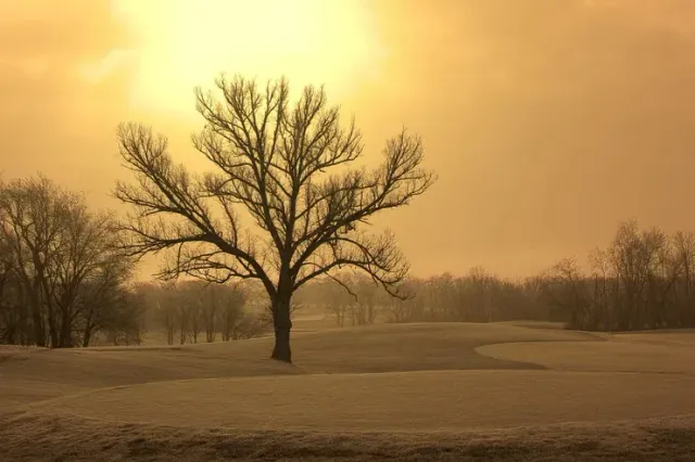 Bare tree on a frosty, golden golf course at dawn.