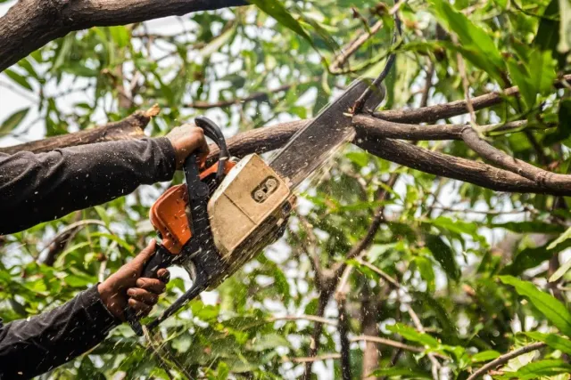 work photo from chicopeetreeservice.com