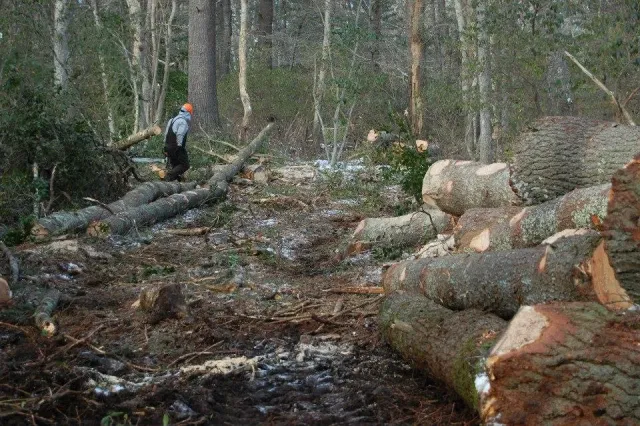 A worker in a gray hoodie and orange helmet walking through a forest area with fallen trees and logs.