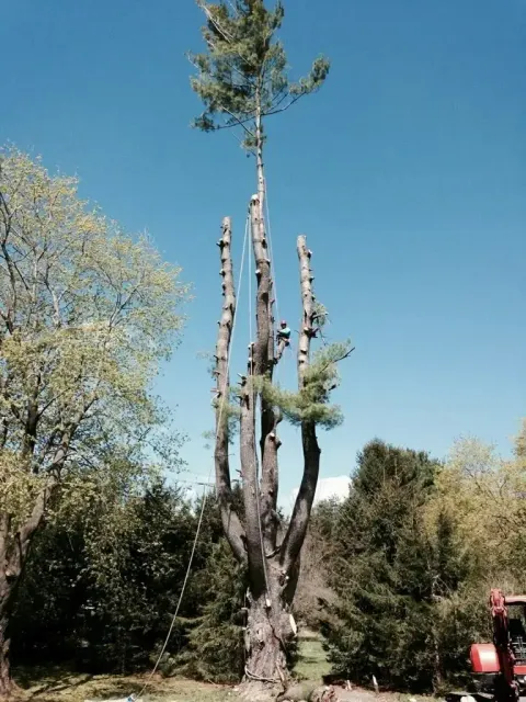 work photo from mjtreeservicesllc.com