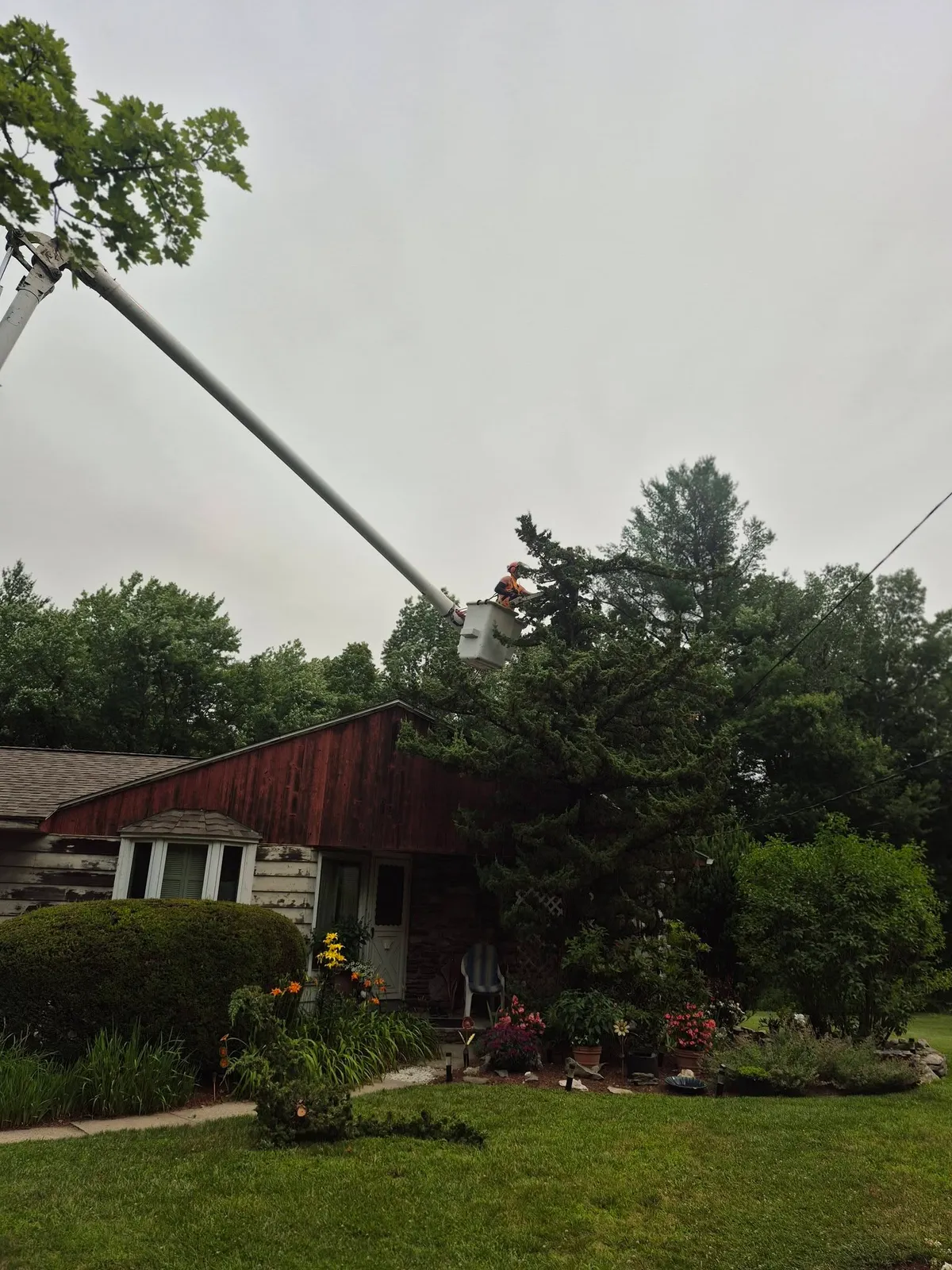 Branch Manager Tree Service
