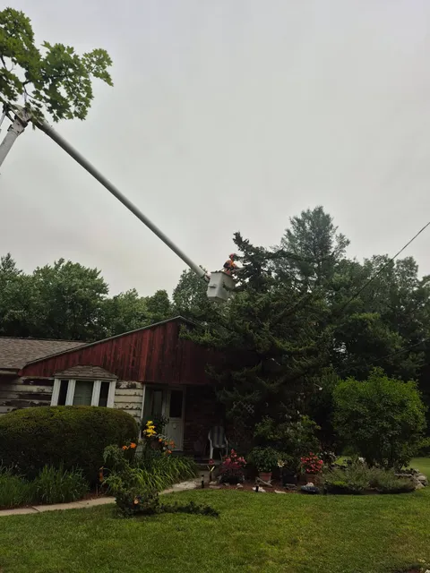 Branch Manager Tree Service