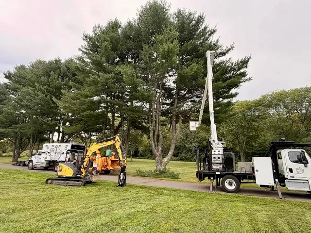 Lone Pine Tree Service work photo