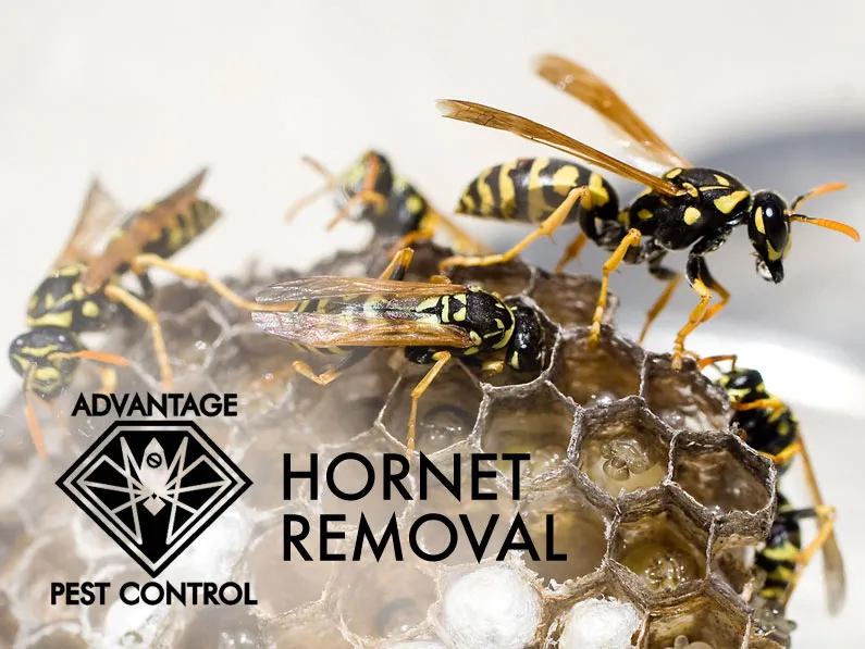work photo from advantagepestcontrolinc.com