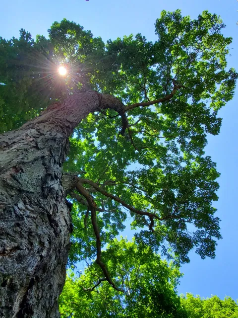 Looking up at a tree with the sun shining through the branches