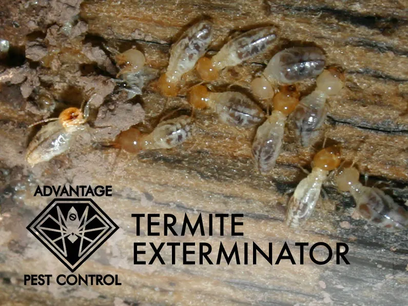work photo from advantagepestcontrolinc.com