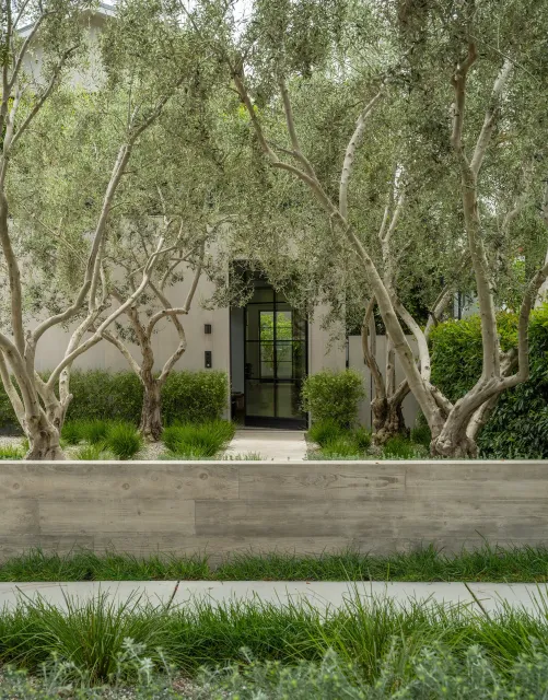 1_Olivetrees-entryway-grass.jpg
