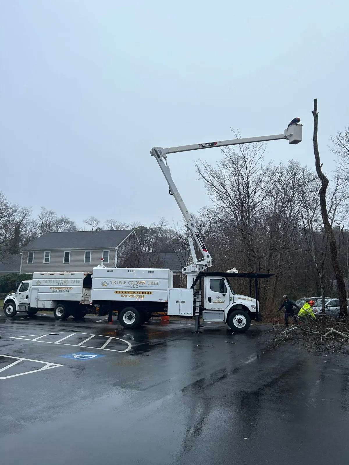 Tree removal service