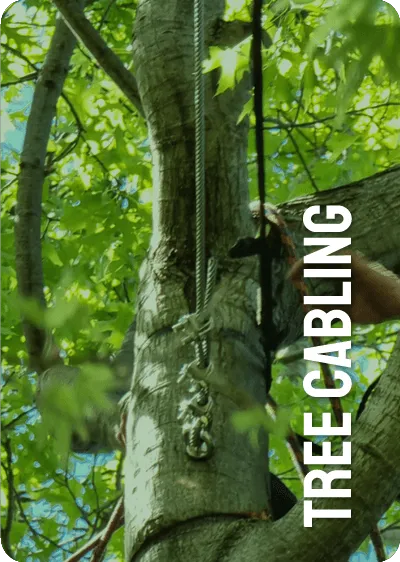 TREE CABLING
