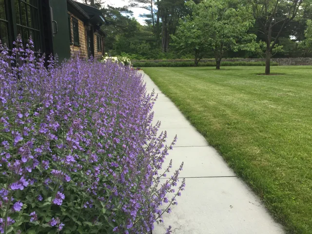 Vista Horticultural Services, LLC work photo