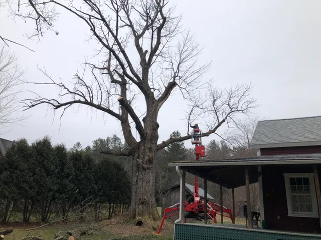 Nartowicz Tree Service work photo