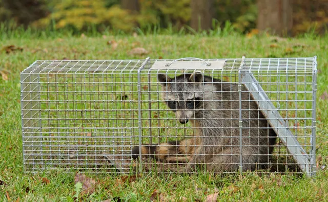 work photo from aurorawildliferemoval.com